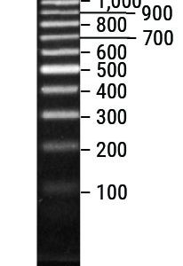Promega 100bp DNA Ladder, 250ul (50 lanes) (-20°C)