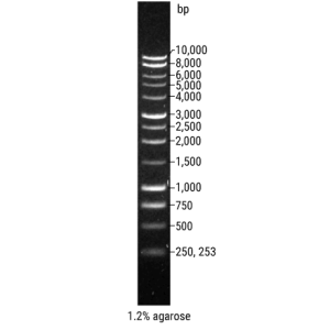 Promega- DNA Ladder, 1kb, 500ul (100 lanes) (-20°C)