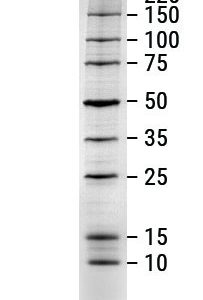 Promega- Broad Range Protein Molecular Markers, 500ul (-20°C)